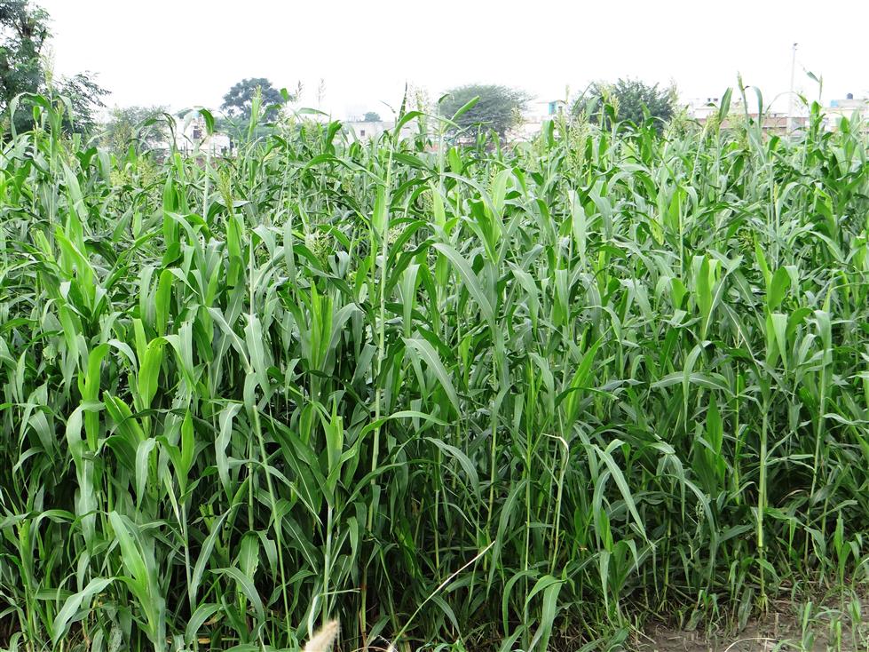 Sorghum bicolor